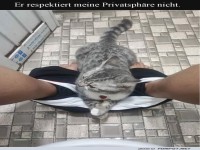 Wenn die Katze wichtige Gesch�fte st�rt