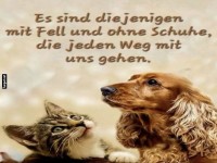 Fellfreunde auf gemeinsamen Pfoten