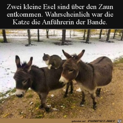 Wer-ist-hier-der-Boss?.jpg von Lou