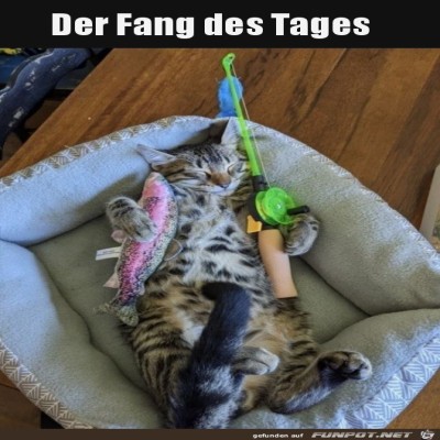 Fang-des-Tages.jpg von Lou