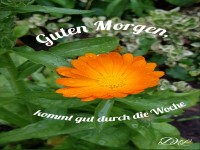 Guten Morgen, kommt gut durch die Woche