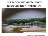 Wilde Busse an der Trinkstelle