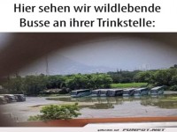 Wilde Busse an ihrer Trinkstelle