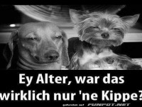 Zwei Hunde auf einer wilden Party