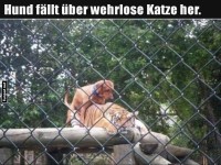Seltsame Tierfreundschaft im Zoo