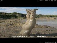 Kübelböck gestrandet