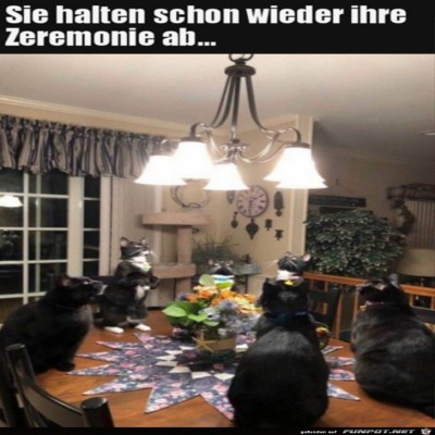 Katzen-Sitzung.jpg von Henry