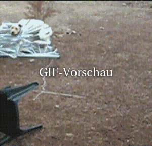 Hund hat Jalousie abgerissen