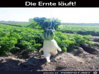 Ernte l�uft