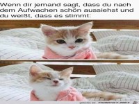 H�bsches K�tzchen