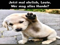 Wer mag Hunde?