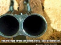 Hase mit Gewehr im Visier