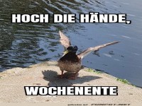 Ente feiert das Wochenende