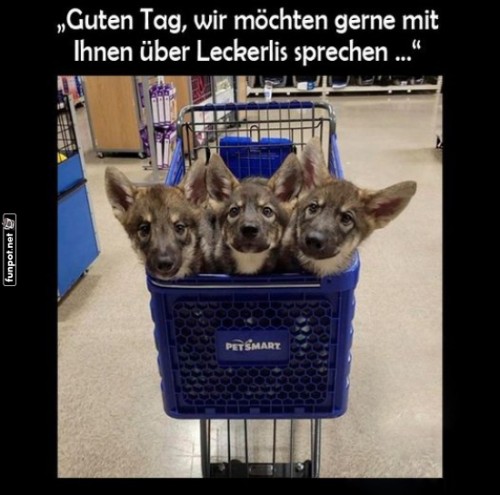 Verhandlung-mit-Welpen-im-Einkaufswagen.jpg auf www.funpot.net