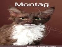 Montagmorgen: Wenn die Katze den Chef spielt!