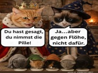 K�nigl. Missverst�ndnis bei der Katzenarmee