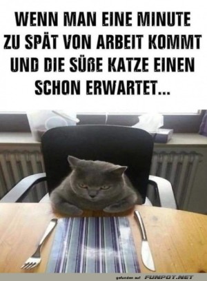 Katzenchef-am-Tisch!.jpg auf www.funpot.net