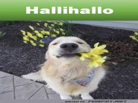 Blumiger Empfang: Hund sagt Hallo!