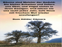 b�ume sind meister