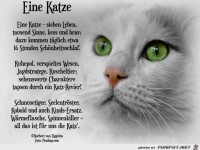 Eine Katze 2019