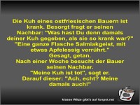 Die Kuh eines ostfriesischen Bauern ist krank
