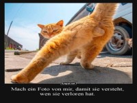 Selbstbewusste Katze auf der Stra�e