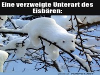 Der seltene Baum-Eisb�r entdeckt!
