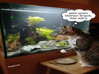 Katzensushi in der Warteschleife