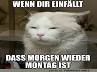 Katzenjammer vor dem Montag