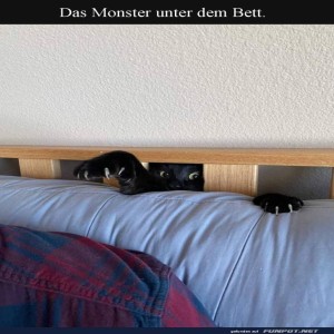 Katzenhorror:-Wenn-Sofas-nicht-sicher-sind!.jpg von Brenda22