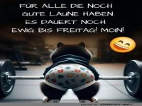 Katzen-Power bis Freitag!