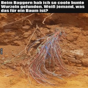 fun-Bild: Bunte Wurzeln