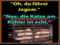 Katze am K�hler
