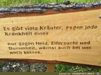 Es gibt viele Kraeuter