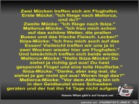 Zwei M�cken treffen sich am Flughafen