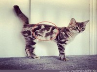 die Katze auf der Katze