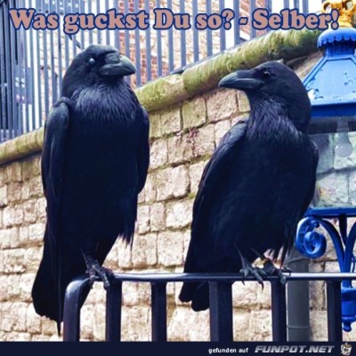 Was-guckst-du?.jpg von Clara