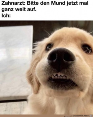 Beim-Zahnarzt.jpg auf www.funpot.net