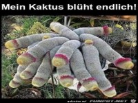 Mein Kaktus blüht
