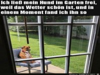 Hund siniert im Garten