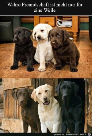 Wahre-Freunde.jpg auf www.funpot.net