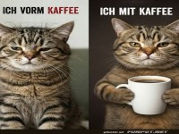 Katzen-Meme: Vorher und Nachher mit Kaffee