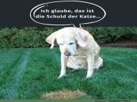 Hund glaubt, Katze ist schuld am Rasenfleck