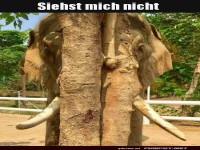 Elefant gut hinter Baum versteckt