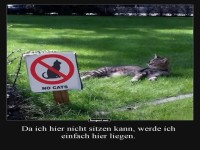 Katze ignoriert Verbotsschild im Park