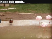 Enten-Challenge: Flamingo-Pose