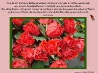 Rosen: Schnheit trifft auf Poesie