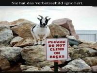 Mutige Ziege trotzt Verbotsschild!