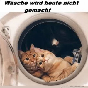 fun-Bild: W&auml;schekatzen in der Trommel gefangen