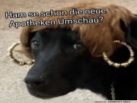 Stilvoller Hund fragt nach den neuesten News!